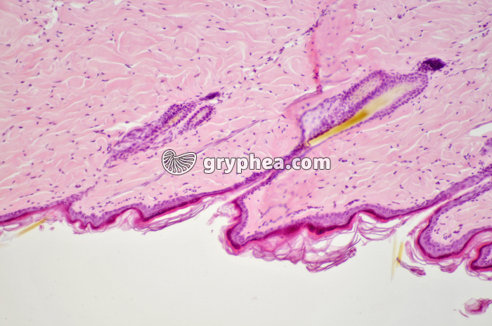 Peau CT x40 - gryphea.org